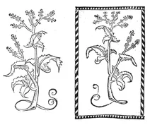 Щавель, 1497-1500