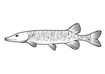 Щука американська (esox americanus)
