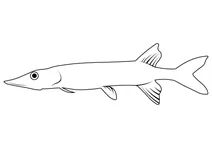 Щука смугаста (esox niger)