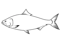 Шед (alosa sapidissima)