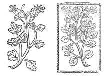 Шель вурц, 1497-1500