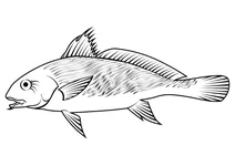 Ші-драм (umbrina cirrosa)