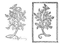 Шосс вурц, 1497-1500