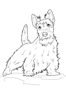 Шотландський тер’єр