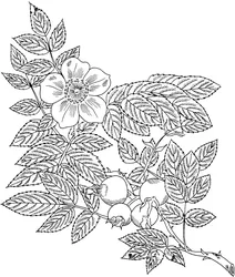 Шипшина червоно- бура (лат. rosa rubiginosa)
