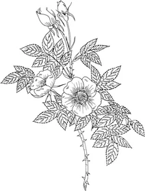 Шипшина жовта (rоsa foītida)