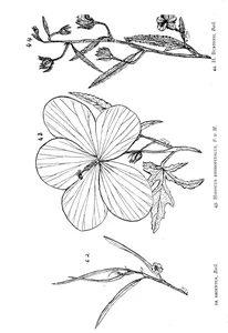 sida argentea та hibiscus rhodopetalus та hibiscus burtonii