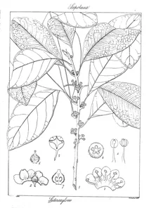 sideroxylon attenuatum