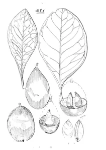 sideroxylon eerwah