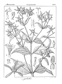 sigesbeckia orientalis