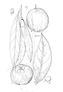 siphonodon pendulum та siphonodon membranaceum