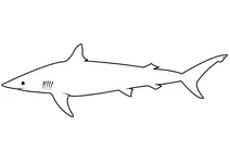 Сіра акула короткоплацева (carcharhinus brevipinna)