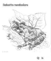 Сіра квакша