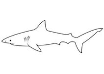 Сіра рифова акула (carcharhinus amblyrhynchos)