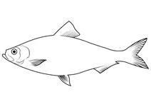 Сіроспинка (alosa pseudoharengus)