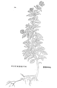 Sisymbrium