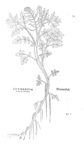 Sisymbrium cardamine