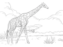 Сітчатий жираф (giraffa camelopardalis reticulata)