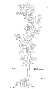 Sium