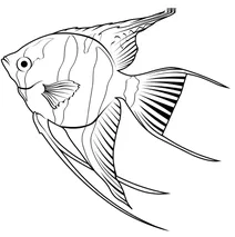 Скалярія (pterophyllum scalare)