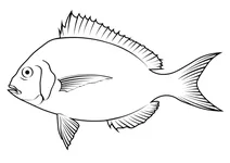 Скап (stenotomus chrysops)