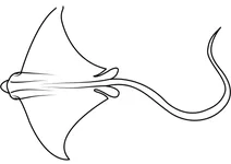 Скат плямистий (aetobatus narinari)