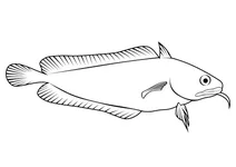 Скельний тріска (lotella rhacina)
