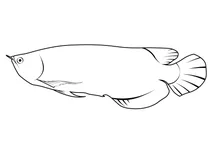 Склеропаг малайзійський (scleropages formosus)