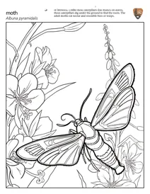 Скляниця вогнівкова (albuna pyramidalis)
