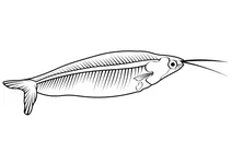 Скляний сомик (kryptopterus vitreolus)
