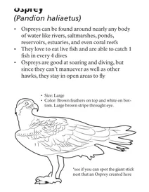 Скопа (pandion haliaetus)