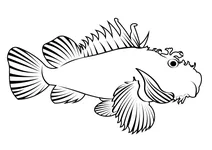Скорпена червона (scorpaena scrofa)