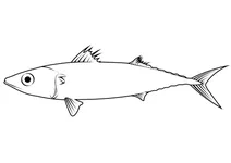 Скумбрія японська (scomber japonicus)