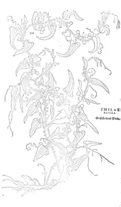 Smilax aspera