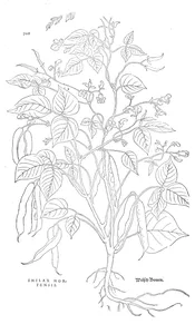 Smilax hortensis