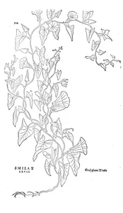 Smilax levis