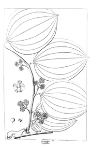 smilax ovalifolia