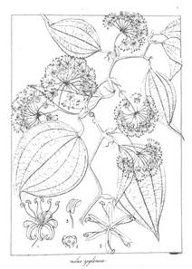 smilax zeylanica