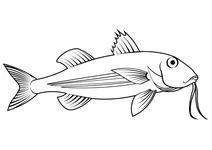 Смугастий барабуль (mullus surmuletus)
