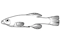 Смугастий кіліфіш (fundulus diaphanus)