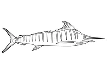 Смугастий марлін (kajikia audax)