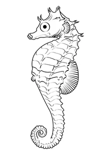 Смугастий морський коник (hippocampus erectus)