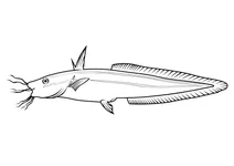 Смугастий вугровий сом (plotosus lineatus)
