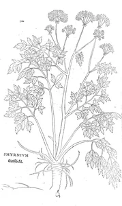 Smyrnium