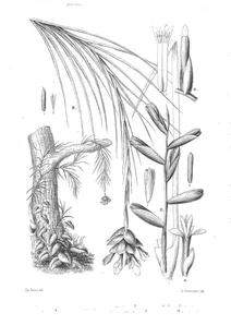 Sodiroa caricifolia, sodiroa graminifolia, sodiroa dissitiflora, sodiroa sprucei