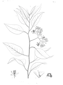 Solanum