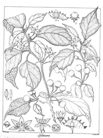 solanum denticulatum