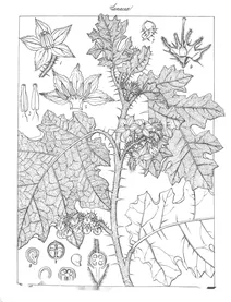 solanum ferox minus
