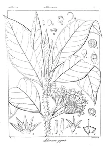 solanum giganteum