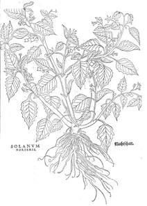 Solanum nigrum solanum hortense